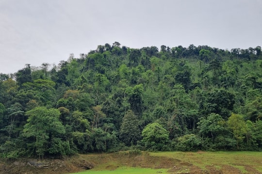 Thái Nguyên: Ứng dụng công nghệ nâng cao hiệu quả quản lý, bảo vệ rừng