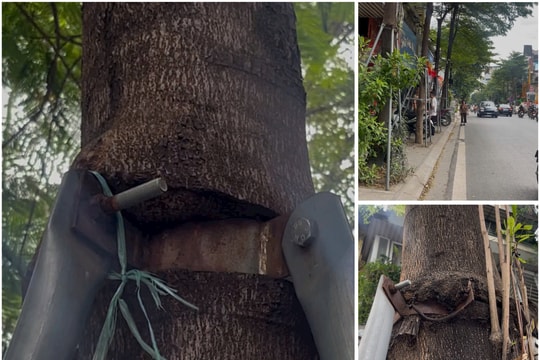 Hà Nội: Hàng trăm cây xanh phố Khâm Thiên bị 'giam cầm' bởi vòng sắt gỉ sét