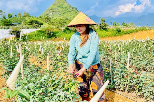 Thêm những cơ hội vươn lên thoát nghèo nhờ đa dạng hóa sinh kế ở Lai Châu