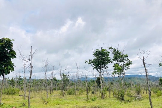 Chủ tịch tỉnh Gia Lai yêu cầu làm rõ hàng chục nghìn ha cao su bị chết, kém phát triển