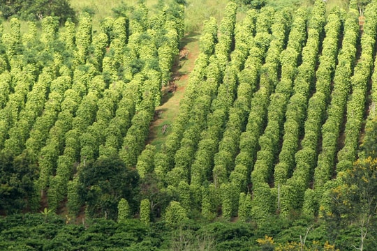 Dự báo giá tiêu ngày mai 26/9: "Ông vua" xuất khẩu 7 năm trở lại