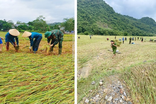 Thanh Hoá: Công an xã gặt lúa giúp dân trước khi bão số 10 đổ bộ