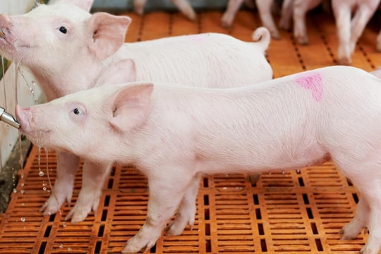 Giá heo hơi hôm nay 29/9: Cả nước chờ đợi "làn sóng" tăng giá mới