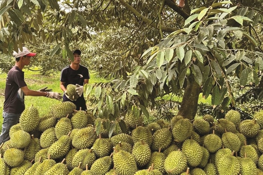 Giá sầu riêng hôm nay 20/10: Miền Tây hạ nhiệt, Tây Nguyên giữ đỉnh, xuất khẩu tiếp tục bứt tốc