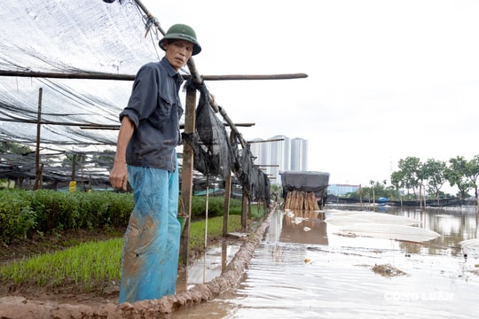 Làng hoa Tây Tựu một tháng hai lần căng mình chống ngập