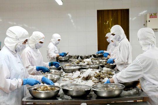 Cà Mau khẳng định vị thế với mục tiêu xuất khẩu thủy sản 2,4 tỷ USD/năm