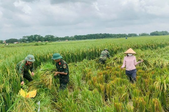 Công an, bộ đội xuống đồng gặt lúa giúp người nông dân tại Hà Nội sau bão