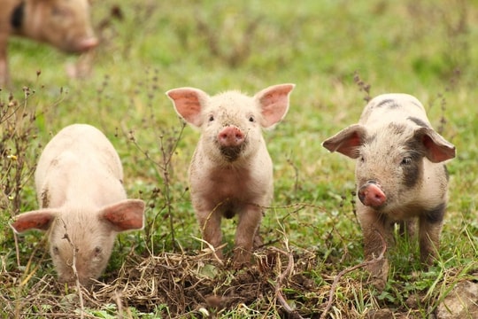 Giá heo hơi hôm nay 4/10: "Vỡ đáy", 3 miền sụt giá, xuống đáy 51.000 đồng