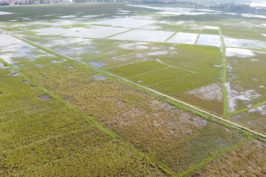 Thanh Hóa: Xót xa những cánh đồng lúa không thu hoạch