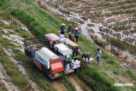 Nông dân Hà Nội tất tả thu hoạch lúa Mùa trước khi bão số 11 đổ bộ