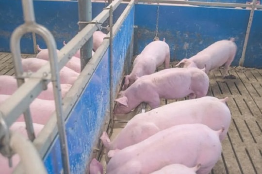 Giá heo hơi hôm nay 5/10: Kết thúc tuần bằng đợt giảm mới tại miền Bắc