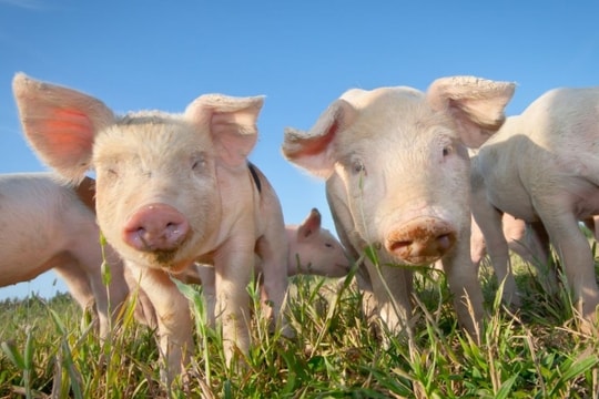 Giá heo hơi hôm nay 7/10: "Bão giá" 3 miền, làm vỡ đáy xuống mức 50.000 đồng/kg