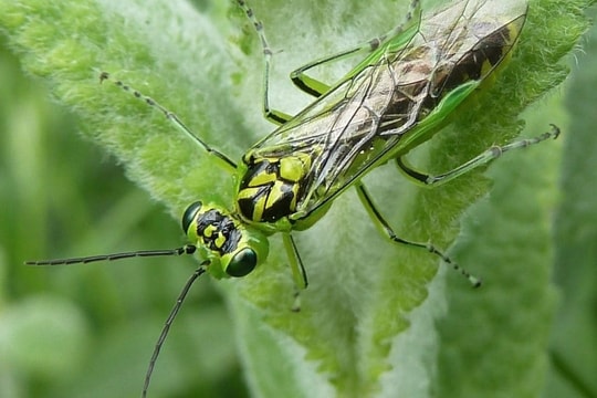 Phát hiện kỹ năng 'cắt' của ong bắp cày có thể cách mạng hóa phẫu thuật ở người