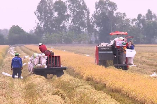 Liên kết trong sản xuất nông nghiệp theo Nghị định 98: Phát huy vai trò cầu nối của hợp tác xã