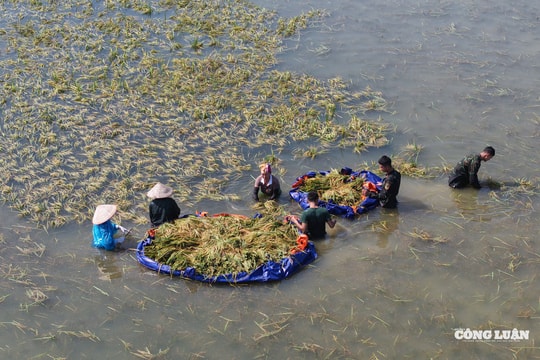 Nông dân xã Đa Phúc (Hà Nội) thu hoạch lúa mùa bị ngập