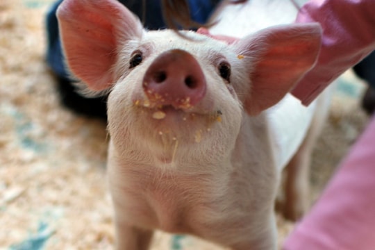 Giá heo hơi hôm nay 9/10: Miền Bắc, miền Nam giảm nhẹ 1.000 đồng/kg, dao động 52.000-55.000 đồng/kg