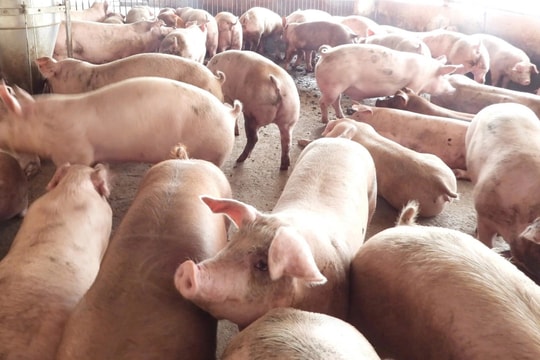 Giá heo hơi hôm nay 11/10: 9 tỉnh miền Bắc đồng loạt rớt 1.000 đồng/kg, miền Nam giảm nhẹ