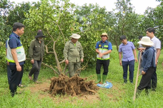 Khuyến nông quốc gia hỗ trợ nông dân Hà Tĩnh phục hồi sau bão