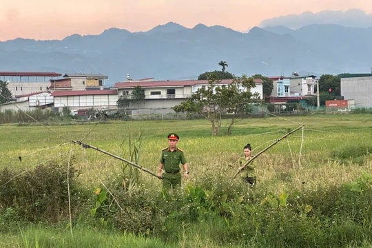 Lào Cai: Tháo dỡ nhiều loại lưới săn bắt chim hoang dã trái phép
