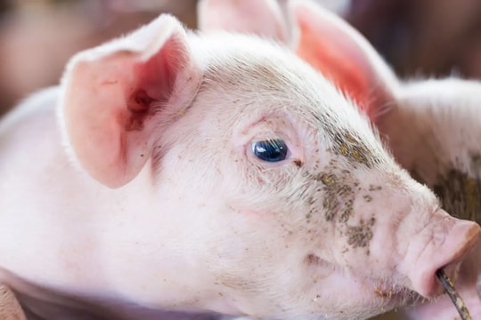 Giá heo hơi hôm nay 13/10: Ba miền "đóng băng", neo giữ ngưỡng 50.000 – 54.000 đồng/kg