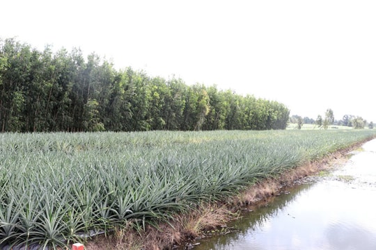 Cần Thơ: Tín dụng chính sách phát huy hiệu quả, góp phần giảm nghèo bền vững