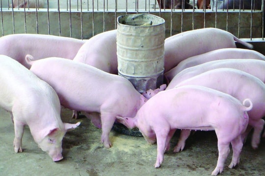 Giá heo hơi hôm nay 14/10: Đà giảm chậm lại, Quảng Trị và Cà Mau giảm nhẹ 1.000 đồng/kg