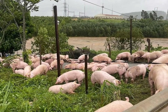 Chủ động phòng, chống dịch bệnh trên vật nuôi sau mưa lũ