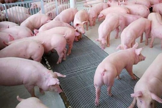 Giá heo hơi hôm nay 15/10: Ổn định tại miền Bắc và miền Nam, miền Trung giảm nhẹ