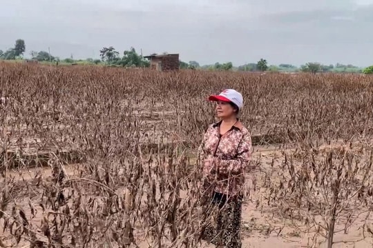 Người trồng đào Phú Thượng chưa kịp trả nợ nay lại trắng tay