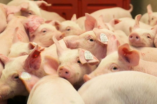 Giá heo hơi hôm nay 16/10: Miền Bắc giảm nhẹ tại Hà Nội, miền Nam vẫn giữ đỉnh giá