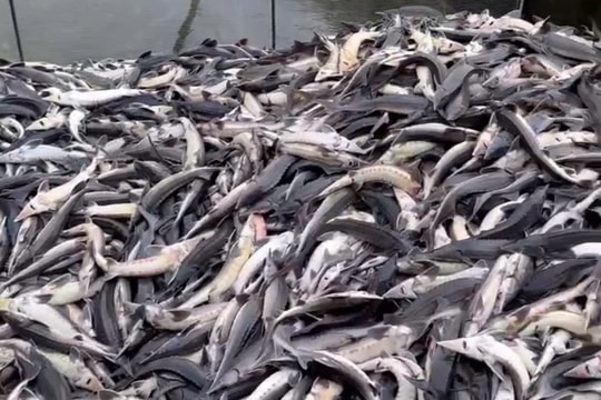 Quảng Ngãi: Cá tầm “chết trắng” hồ, nông dân thiệt hại 7,7 tỷ đồng