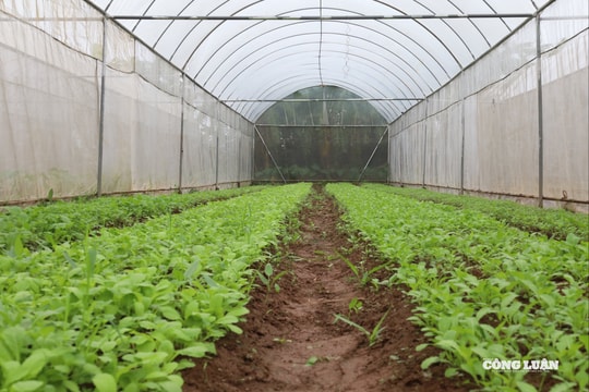 Vợ chồng tiến sĩ bỏ phố về quê trồng rau hữu cơ, thu hàng tấn rau mỗi tháng vẫn “cháy hàng”