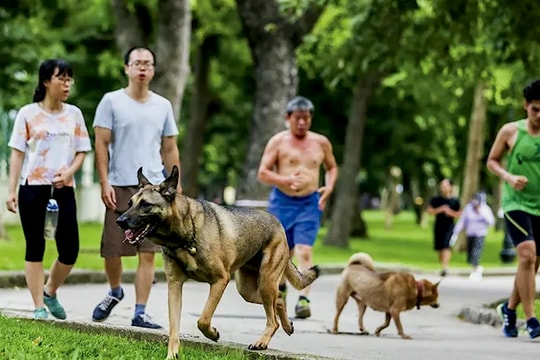Thả rông chó mèo: Sự vô tư thành mối đe dọa