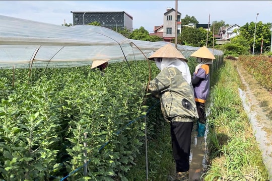 Người dân Mê Linh tất bật chuẩn bị hoa cho ngày 20/10 sau bão lũ