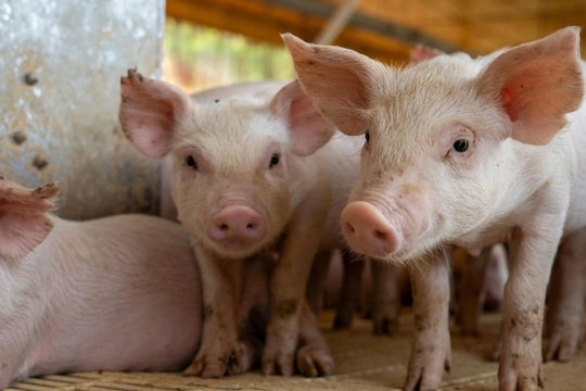 Giá heo hơi hôm nay 19/10: 3 miền lặng sóng quanh ngưỡng 49.000-54.000 đồng/kg