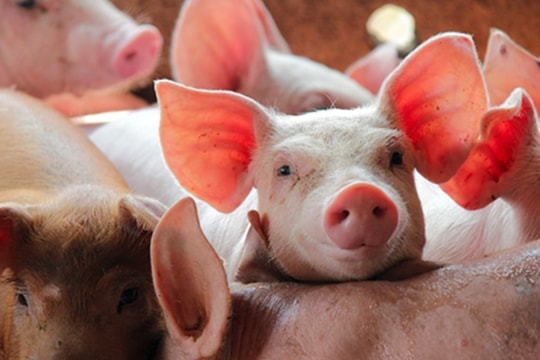Giá heo hơi hôm nay 20/10: Miền Bắc giữ vững đỉnh 54.000 đồng, miền Nam ở mức thấp nhất đầu tuần
