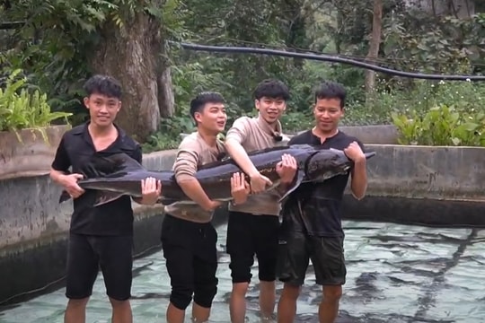 Cá tầm nặng kỷ lục 50kg sẽ được chào bán tại Tuần lễ nông sản Việt 2025