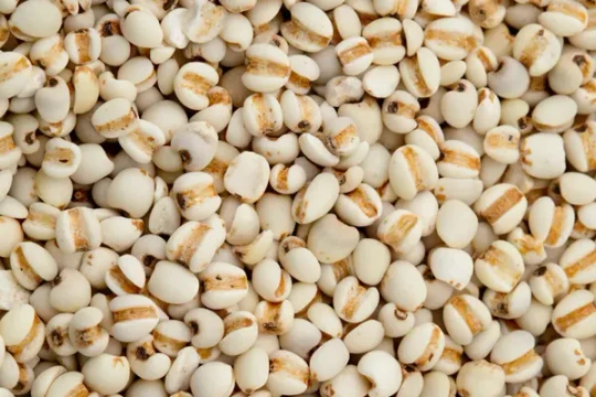 Bộ Y tế thu hồi lô dược liệu ý dĩ hỗ trợ điều trị ung thư không đạt chất lượng