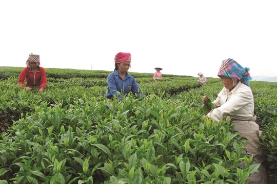 Lai Châu và mục tiêu giảm nghèo bền vững, hạn chế tái nghèo