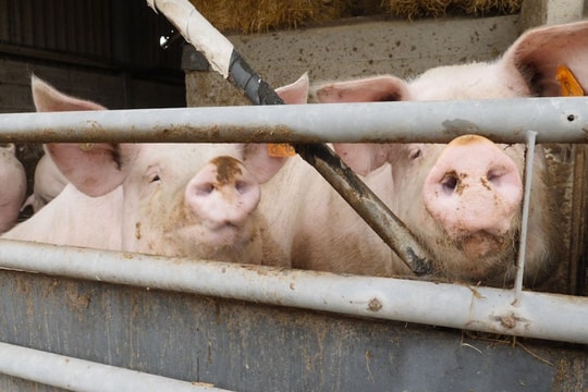 Giá heo hơi hôm nay 21/10: Miền Bắc nhích nhẹ, miền Nam lập tức 'rơi' theo chuỗi domino