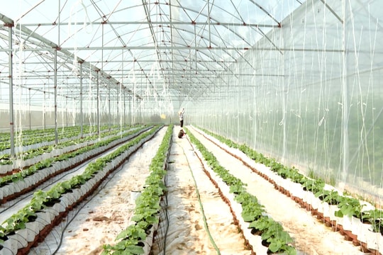 Ninh Bình: Ngành nông nghiệp và môi trường duy trì phát triển ổn định, GRDP nông, lâm, thủy sản tăng 2,63%