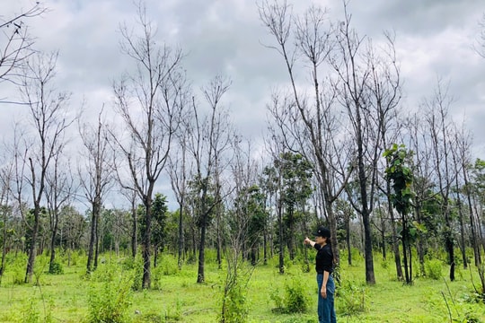 Chủ tịch UBND tỉnh Gia Lai chỉ đạo “nóng” vụ hàng chục nghìn ha cao su bị chết, kém phát triển