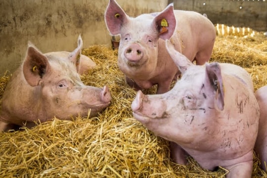 Giá heo hơi hôm nay 22/10: Miền Bắc nâng đỉnh giá, miền Nam khởi sắc