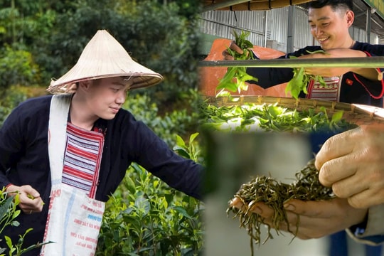 Chàng trai trẻ bỏ phố về quê phát triển thương hiệu trà cổ