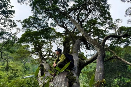 Quảng Trị xây dựng tour du lịch khám phá bách xanh đá Phong Nha - Kẻ Bàng