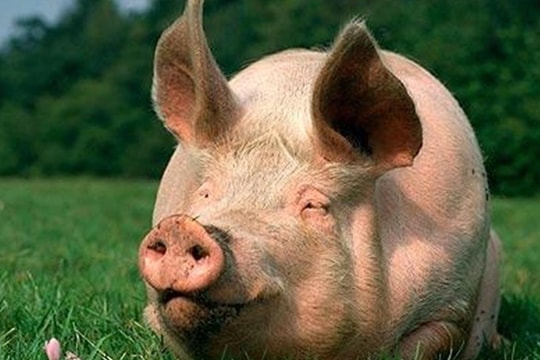Giá heo hơi hôm nay 23/10: Hà Nội vẫn giữ ngôi vương, miền Nam bứt tốc