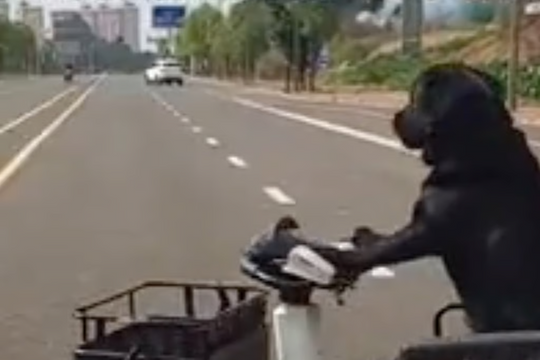 Chó lái xe gây sốt mạng xã hội Trung Quốc, chủ bị cảnh sát cảnh cáo