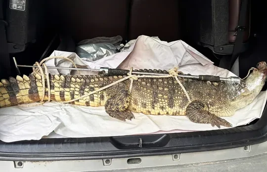 Gia Lai: Người dân bắt được cá thể cá sấu nặng hơn 50kg tại khu dân cư