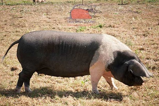 Giá heo hơi hôm nay 24/10: 3 miền ổn định, miền Bắc vững đỉnh