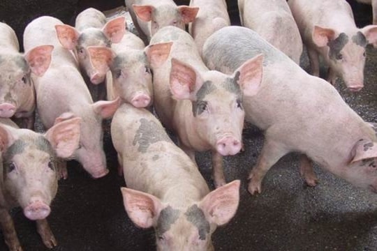 Giá heo hơi hôm nay 25/10: Chuỗi 2 ngày đi ngang chốt đỉnh 55.000 đồng/kg